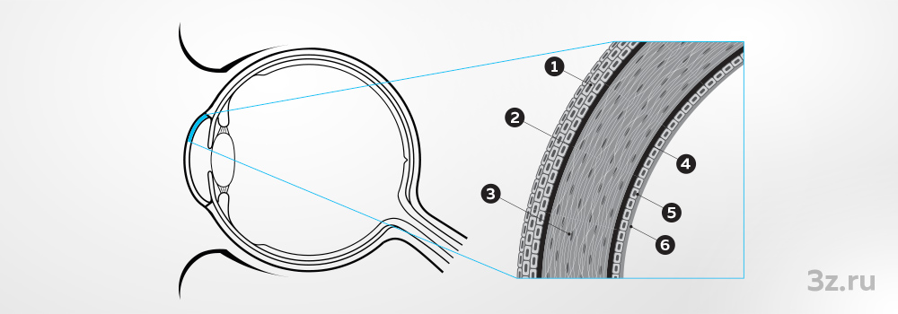 1 — Эпителий роговицы. 2 — Боуменова мембрана. 3 — Строма. 4 — Слой Дюа. 5 — Десцеметова мембрана. 6 — Эндотелий роговицы.